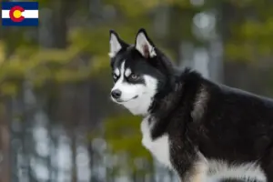 Read more about the article Pomsky breeders and puppies in Colorado
