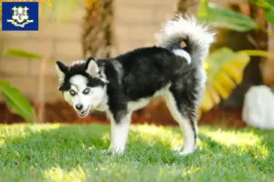 Read more about the article Pomsky breeders and puppies in Connecticut