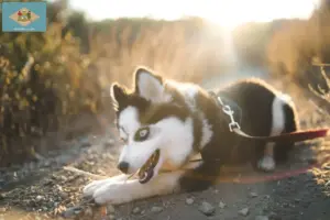 Read more about the article Pomsky breeders and puppies in Delaware