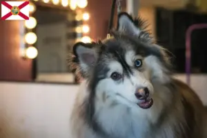 Read more about the article Pomsky breeders and puppies in Florida