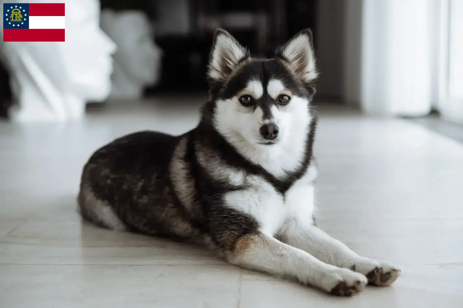 Read more about the article Pomsky breeders and puppies in Georgia
