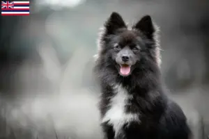 Read more about the article Pomsky breeders and puppies in Hawaii