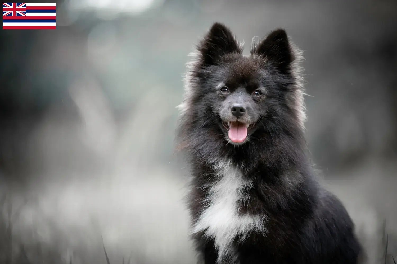 Read more about the article Pomsky breeders and puppies in Hawaii