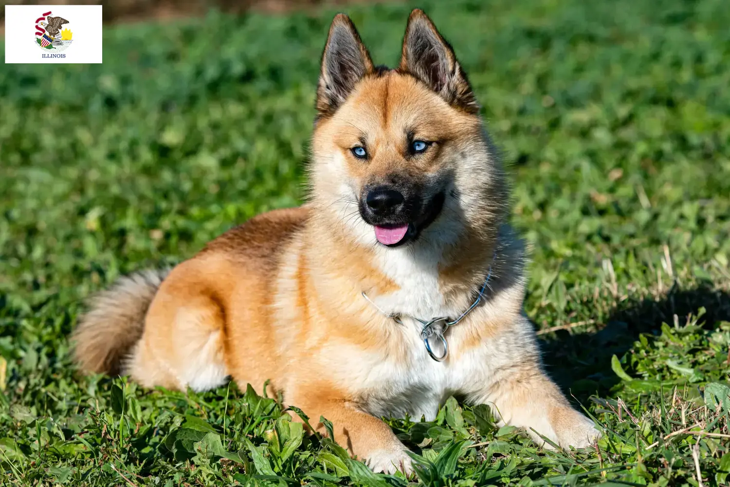 Read more about the article Pomsky breeders and puppies in Illinois