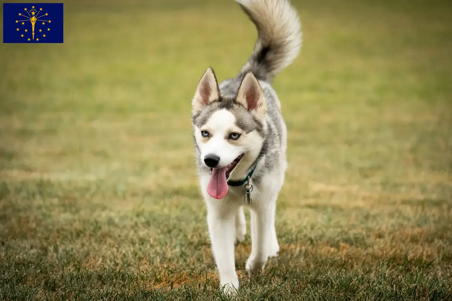 Read more about the article Pomsky breeders and puppies in Indiana