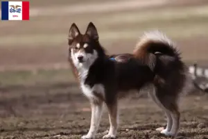 Read more about the article Pomsky breeders and puppies in Iowa