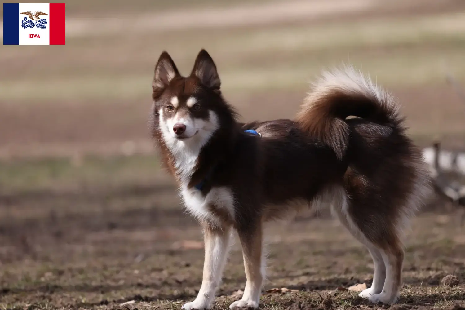 Pomsky puppies and breeders Iowa Here you can find Pomsky's breeders in Iowa.