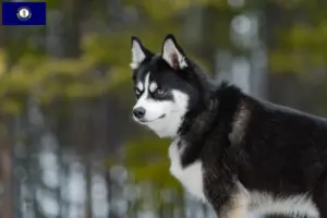 Read more about the article Pomsky breeders and puppies in Kentucky