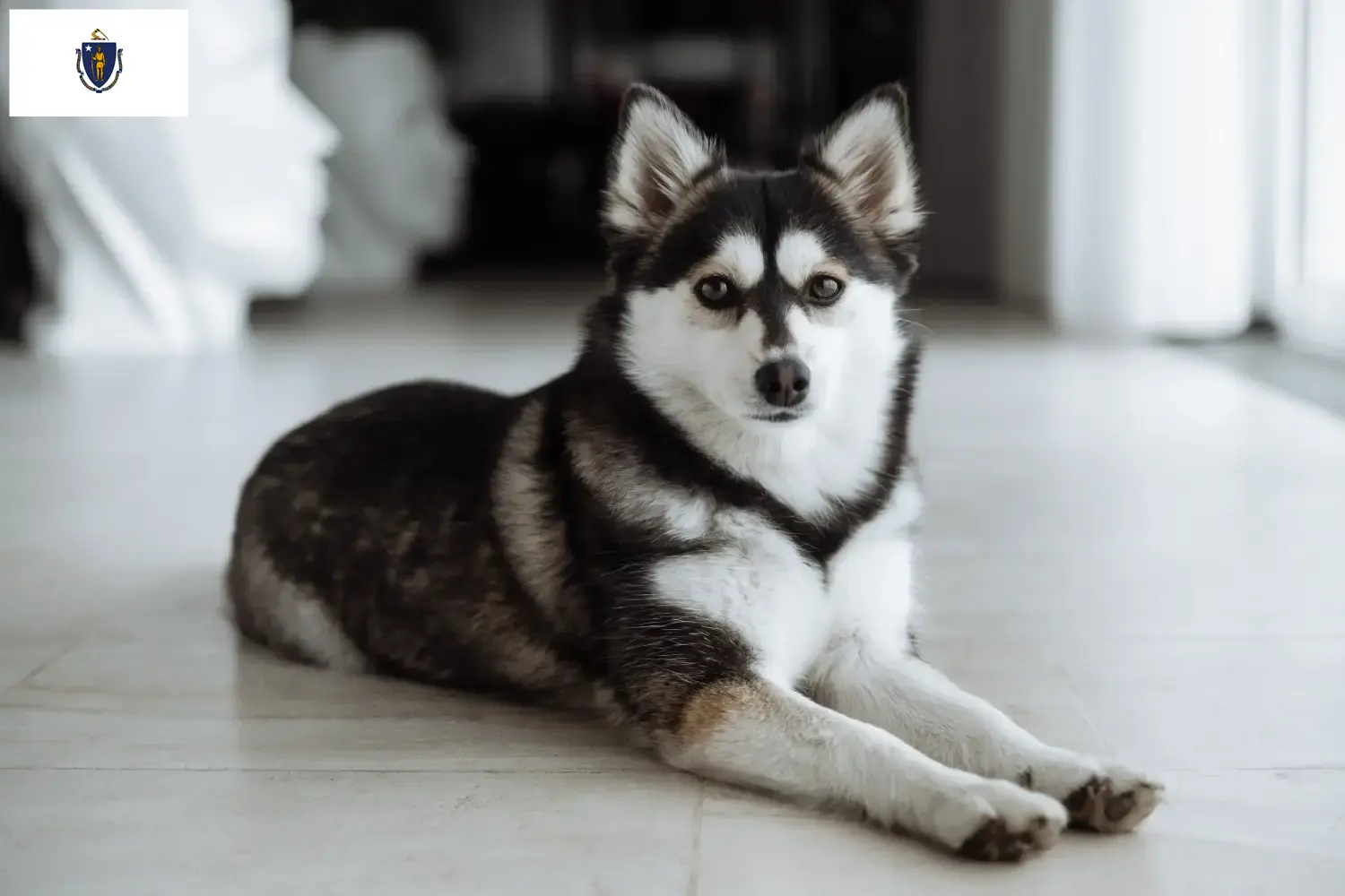 Pomsky puppies and breeders Massachusetts Here you can find Pomsky's breeders in Massachusetts.
