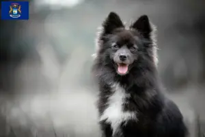 Read more about the article Pomsky breeders and puppies in Michigan