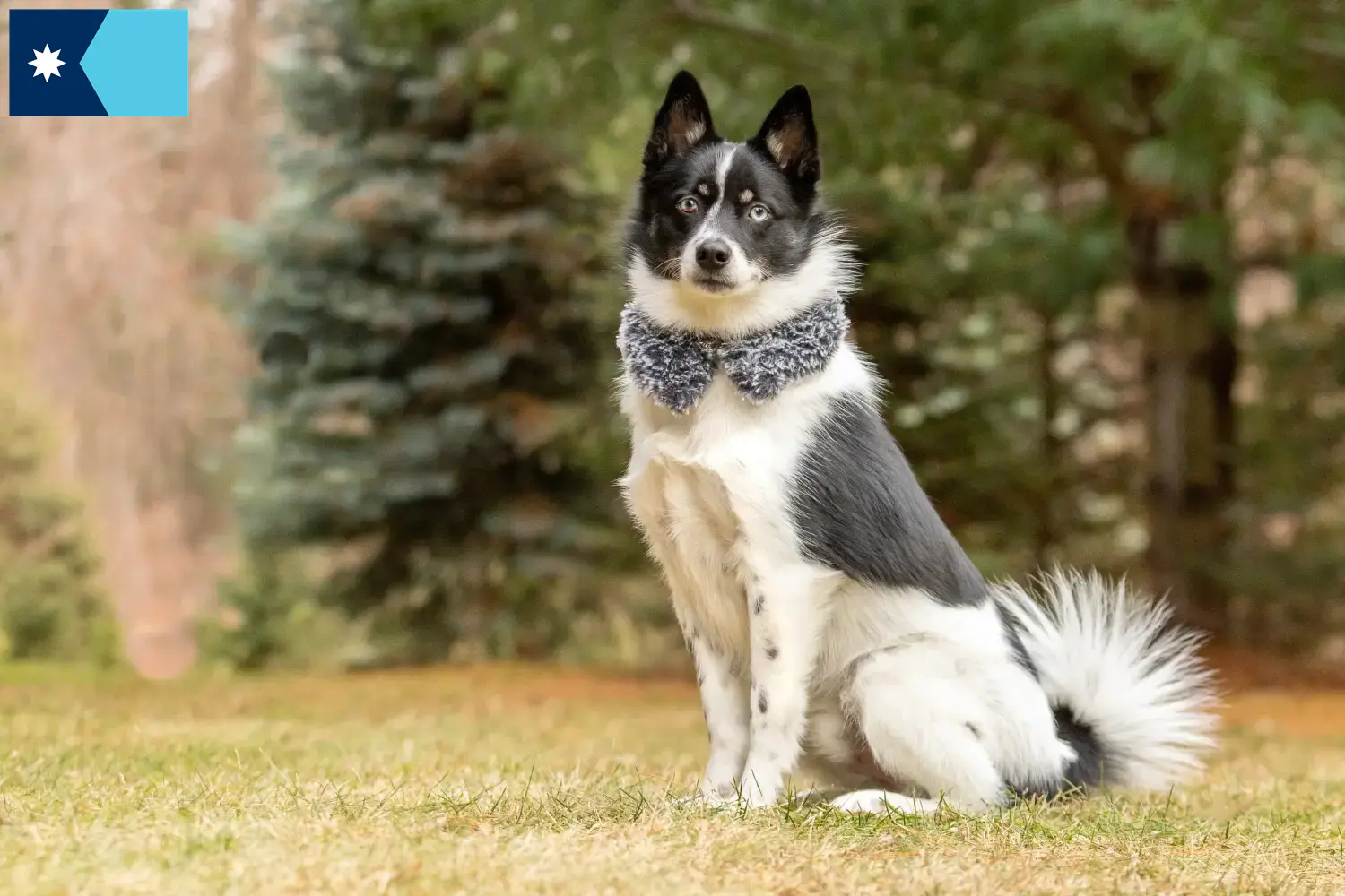 Pomsky puppies and breeders Minnesota Here you can find Pomsky's breeders in Minnesota.