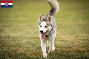 Read more about the article Pomsky breeders and puppies in Missouri