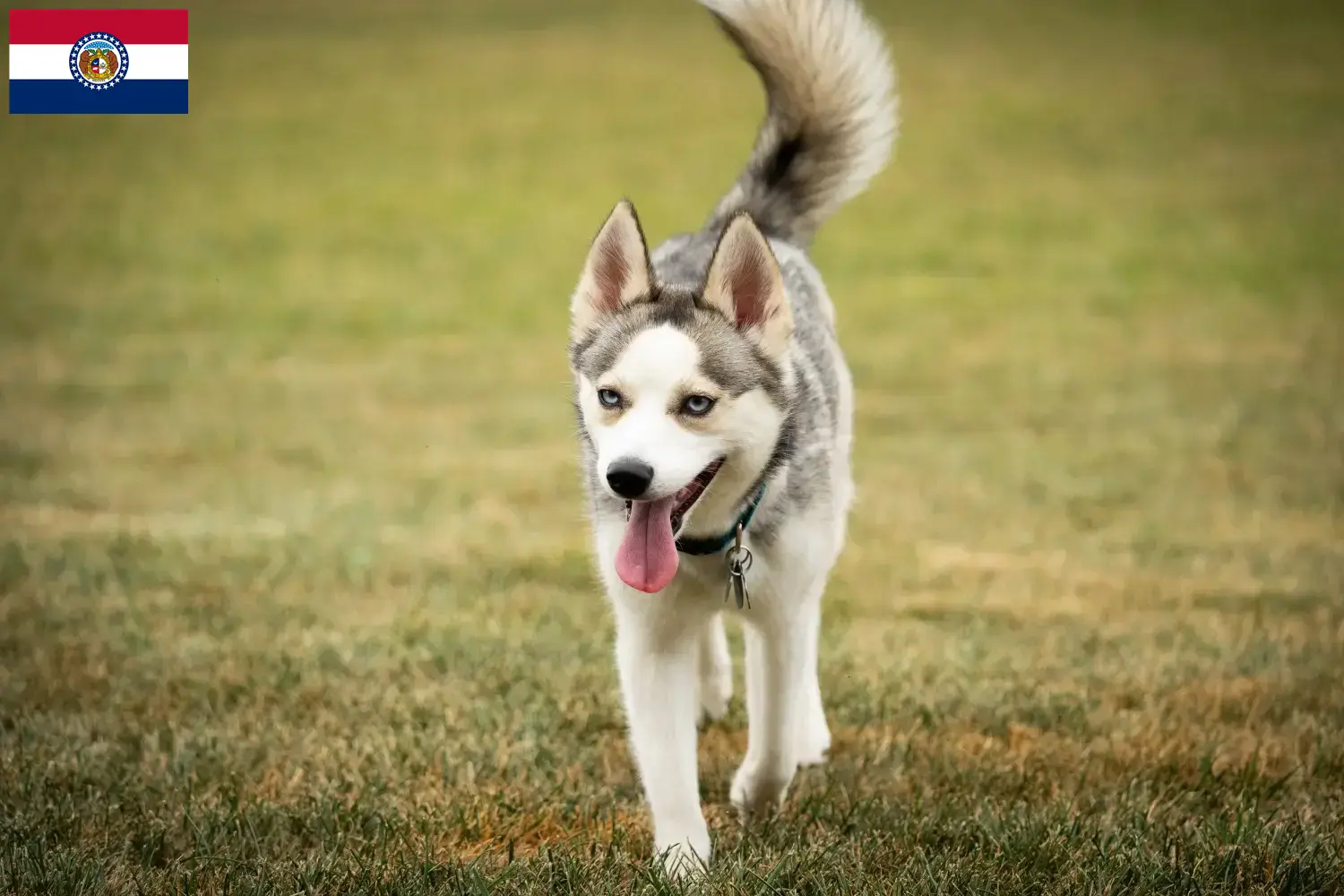 Pomsky puppies and breeders Missouri Here you can find Pomsky's breeders in Missouri.