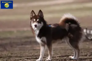 Read more about the article Pomsky breeders and puppies in Montana