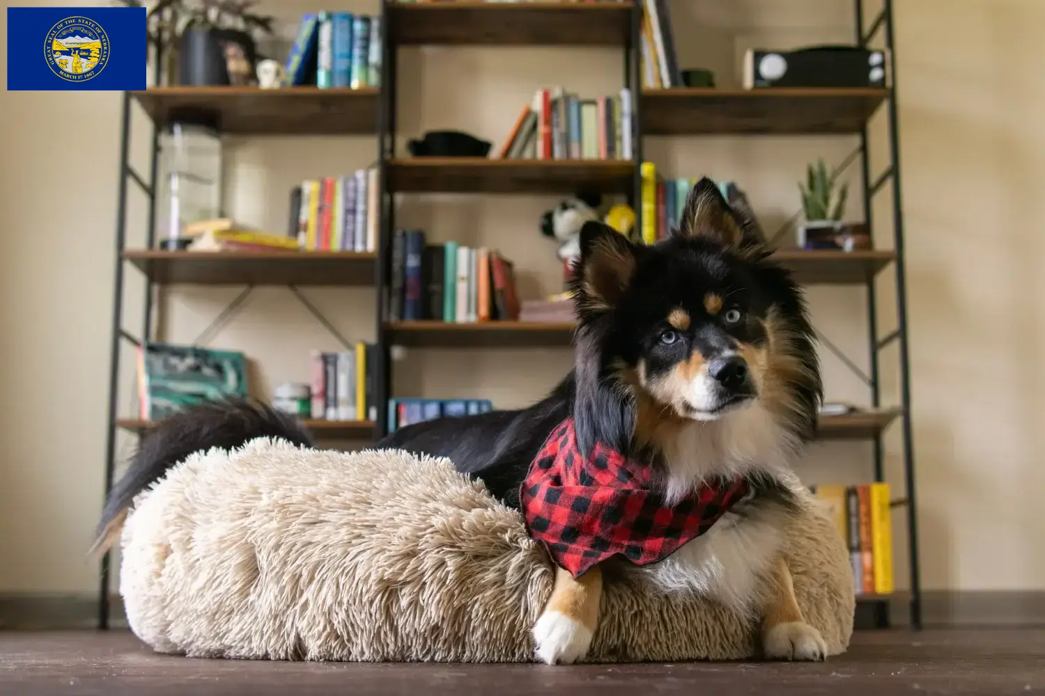 Pomsky puppies and breeders Nebraska Here you can find Pomsky's breeders in Nebraska.
