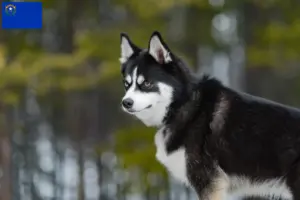 Read more about the article Pomsky breeders and puppies in Nevada