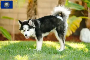 Read more about the article Pomsky breeders and puppies in New Hampshire