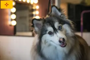 Read more about the article Pomsky breeders and puppies in New Mexico