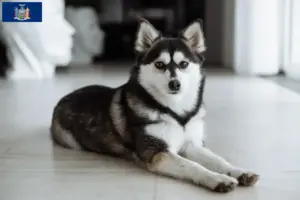 Read more about the article Pomsky breeders and puppies in New York