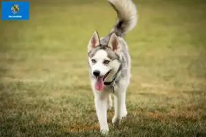 Read more about the article Pomsky breeders and puppies in Oklahoma