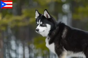 Read more about the article Pomsky breeders and puppies in Puerto Rico