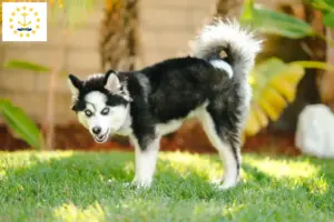 Read more about the article Pomsky breeders and puppies in Rhode Island