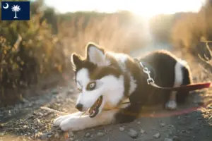 Read more about the article Pomsky breeders and puppies in South Carolina