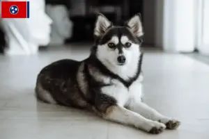 Read more about the article Pomsky breeders and puppies in Tennessee