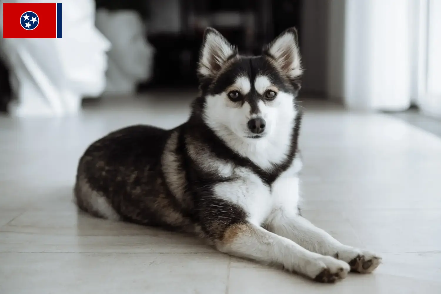 Pomsky puppies and breeders Tennessee Here you can find Pomsky's breeders in Tennessee.