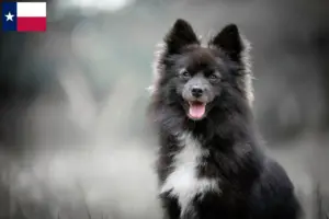 Read more about the article Pomsky breeders and puppies in Texas