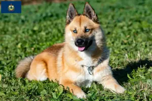 Read more about the article Pomsky breeders and puppies in Vermont