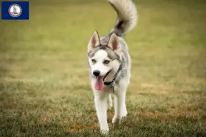 Read more about the article Pomsky breeders and puppies in Virginia