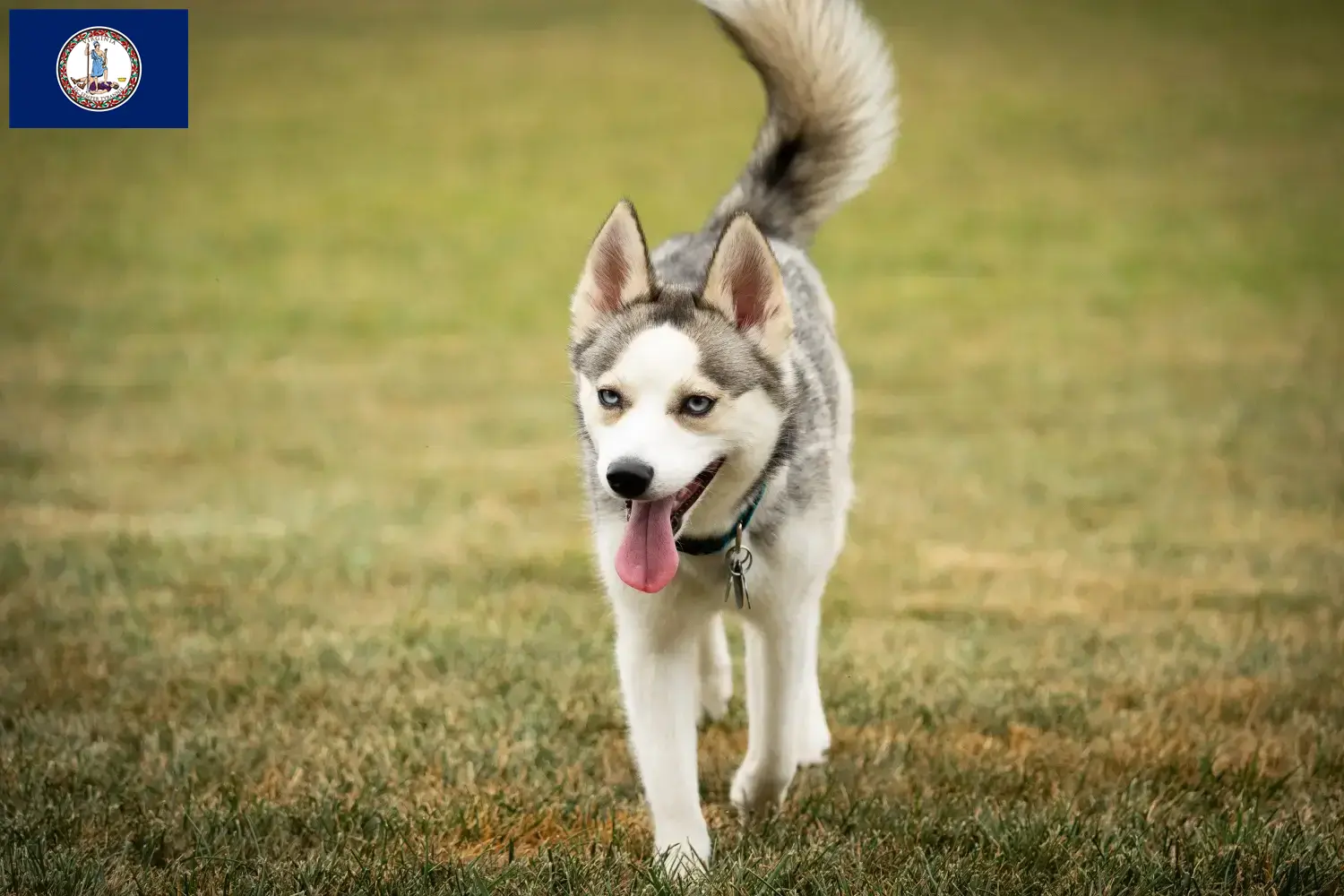 Pomsky puppies and breeder Virginia Here you can find Pomsky's breeders in Virginia.