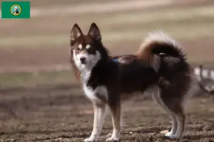 Read more about the article Pomsky breeders and puppies in Washington