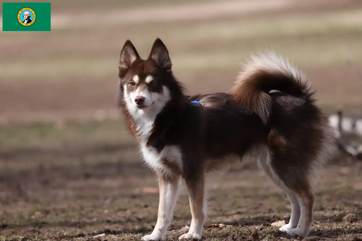 Pomsky puppies and breeders Washington Here you can find Pomsky's breeders in Washington.