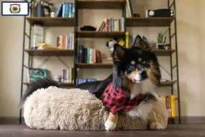 Read more about the article Pomsky breeders and puppies in West Virginia
