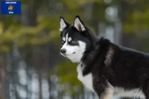Read more about the article Pomsky breeders and puppies in Wisconsin