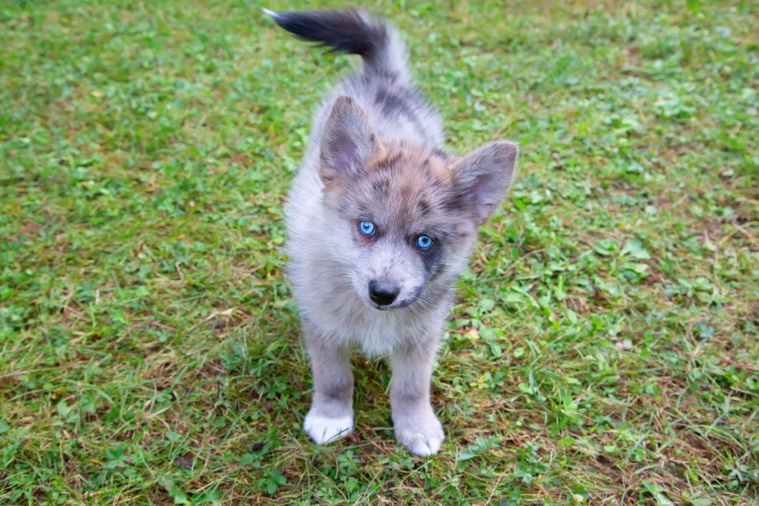 Buying a Pomsky puppy means taking responsibility! Buy Pomsky puppies.