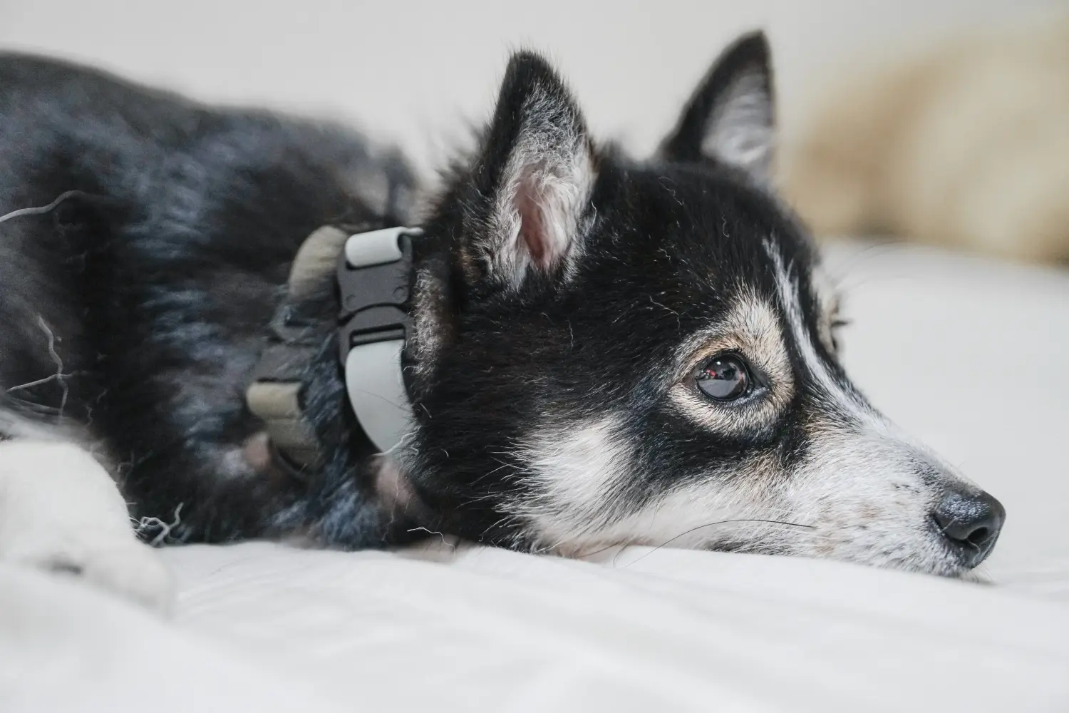 Buying a Pomsky puppy means taking responsibility! Buy Pomsky puppies.