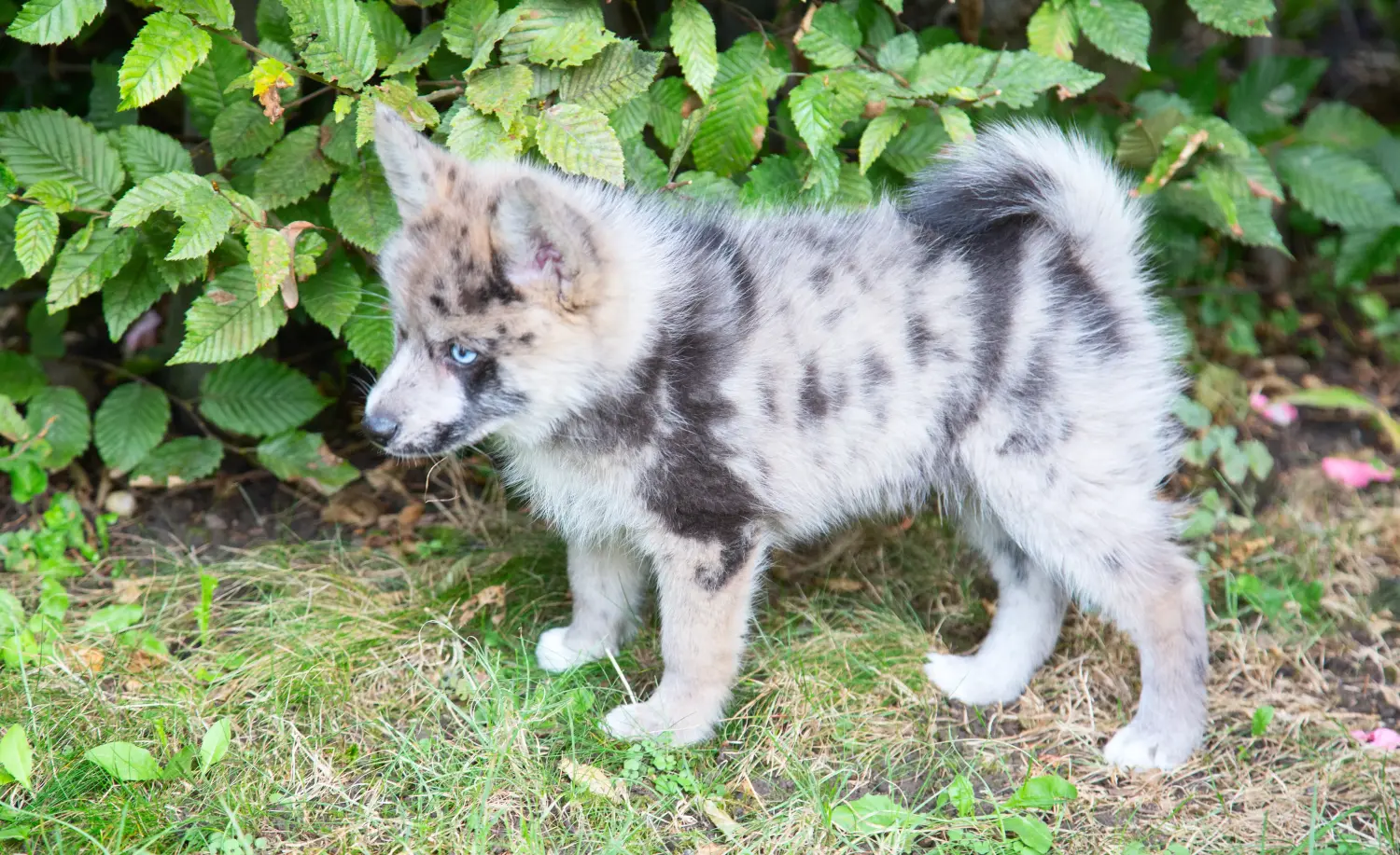 Buying a Pomsky puppy means taking responsibility! Buy Pomsky puppies.