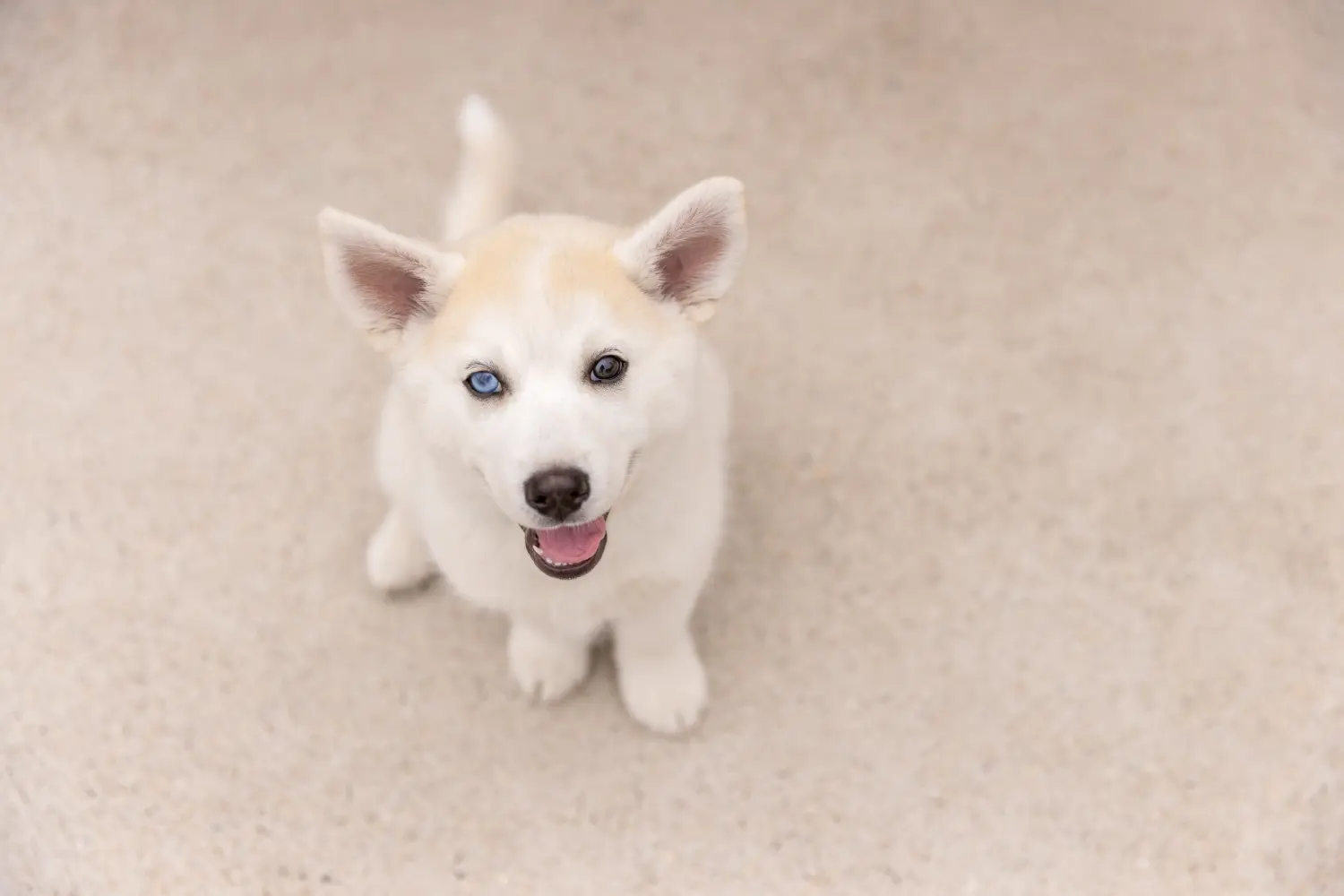 Buying a Pomsky puppy means taking responsibility! Buy Pomsky puppies.