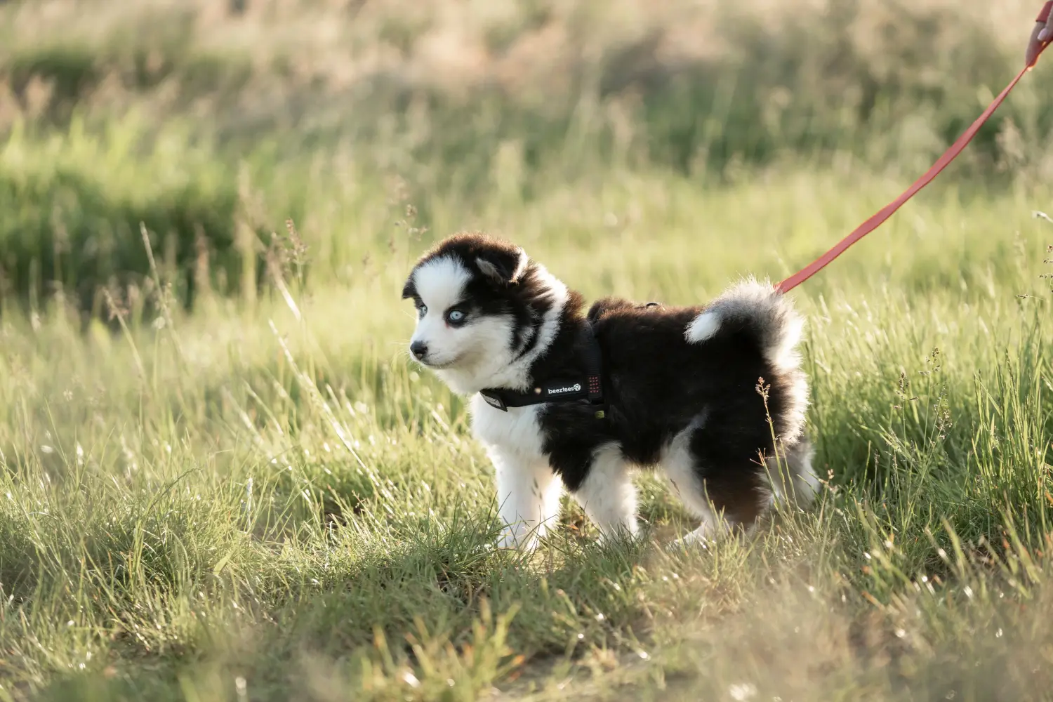 Buying a Pomsky puppy means taking responsibility! Buy Pomsky puppies.