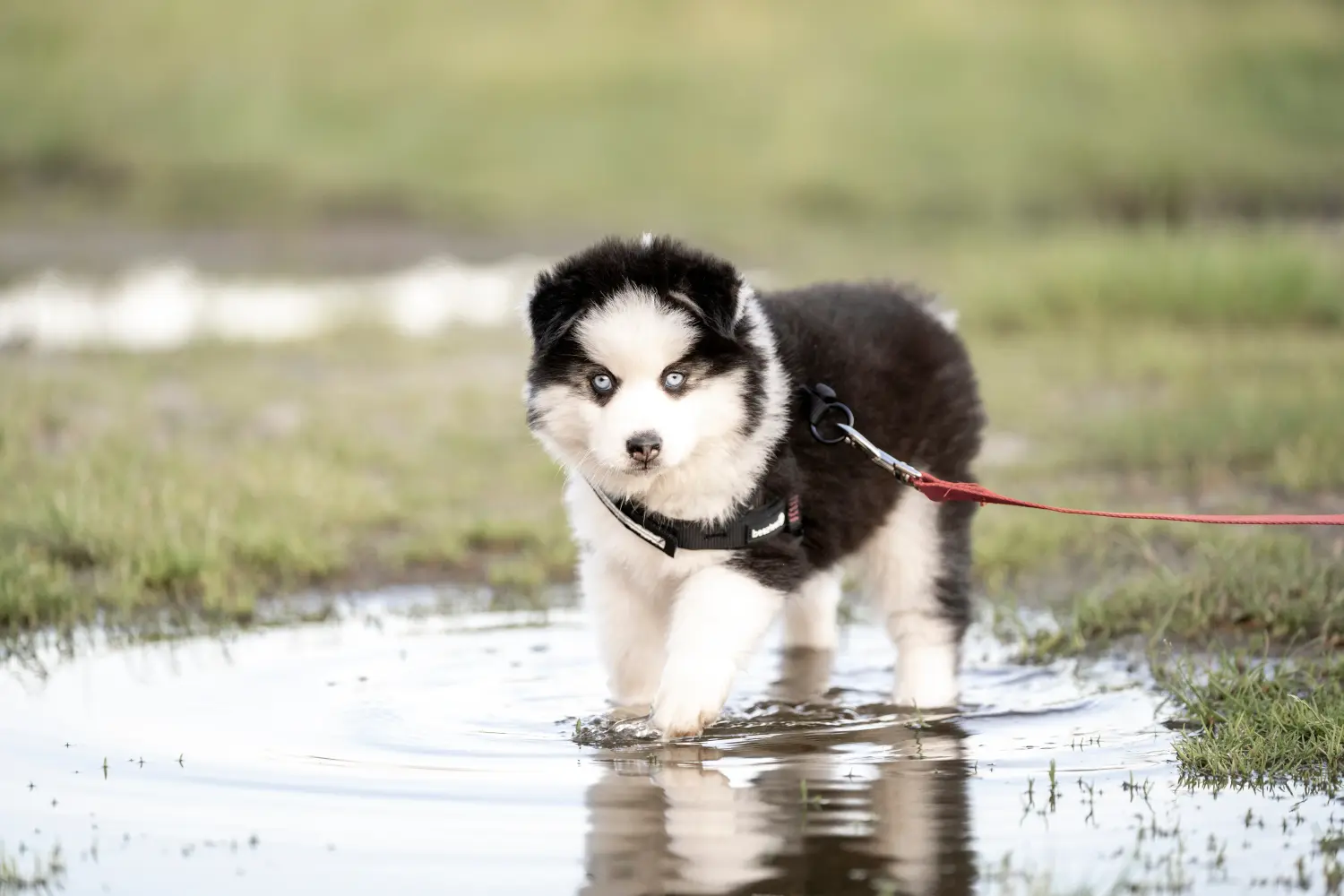 Buying a Pomsky puppy means taking responsibility! Buy Pomsky puppies.