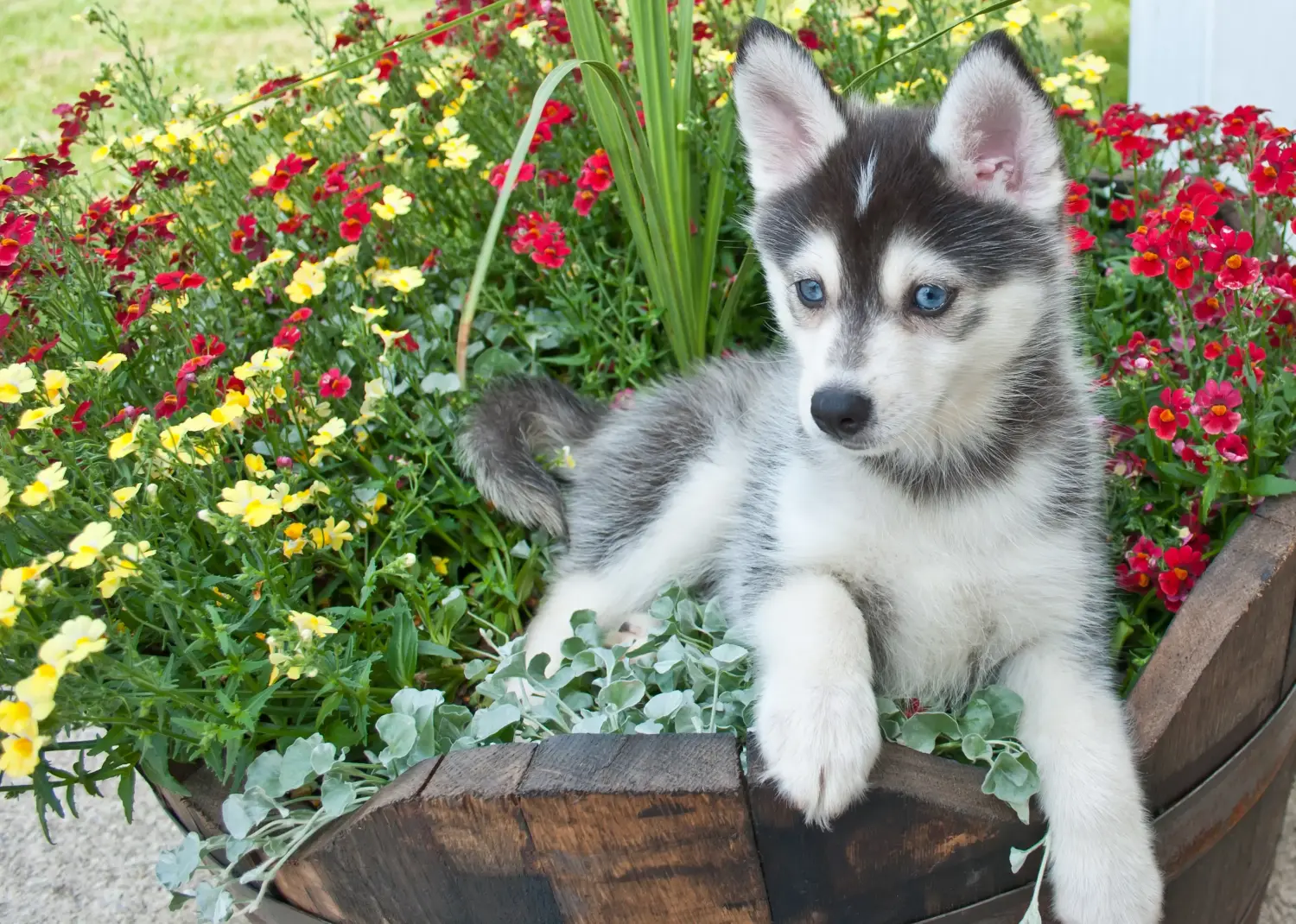 Buying a Pomsky puppy means taking responsibility! Buy Pomsky puppies.