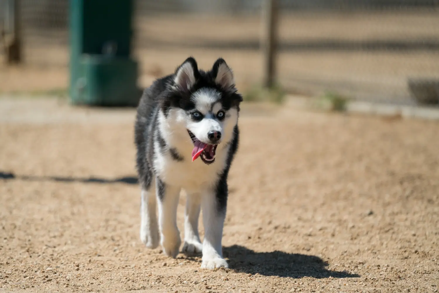 Buying a Pomsky puppy means taking responsibility! Buy Pomsky puppies.
