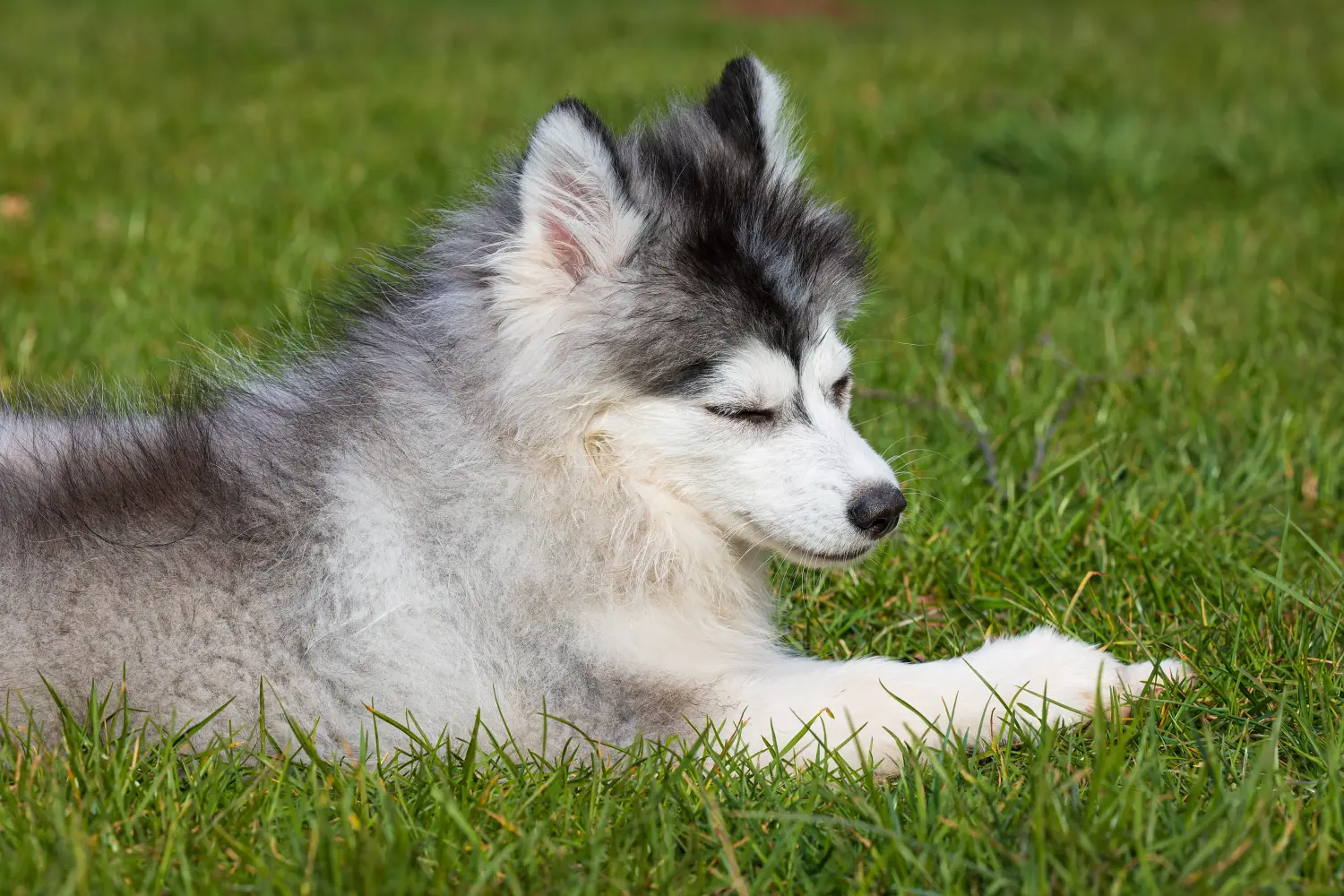 Buying a Pomsky puppy means taking responsibility! Buy Pomsky puppies.