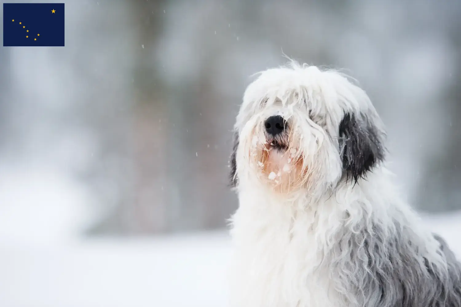 Read more about the article PON breeders and puppies in Alaska