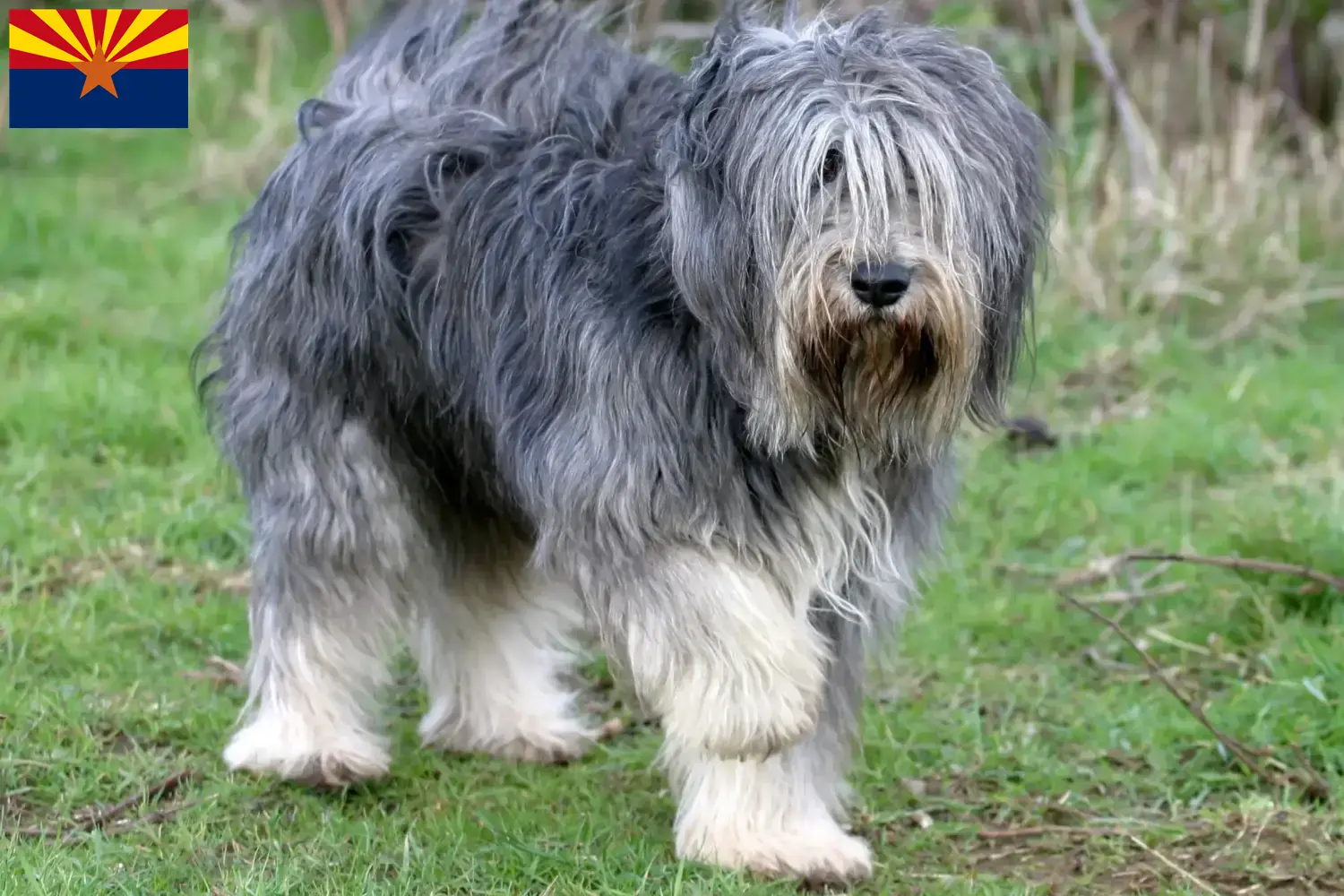 Read more about the article PON breeders and puppies in Arizona
