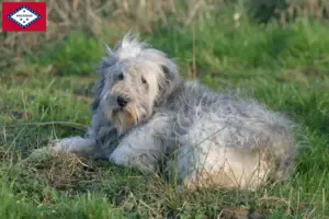 Read more about the article PON breeders and puppies in Arkansas