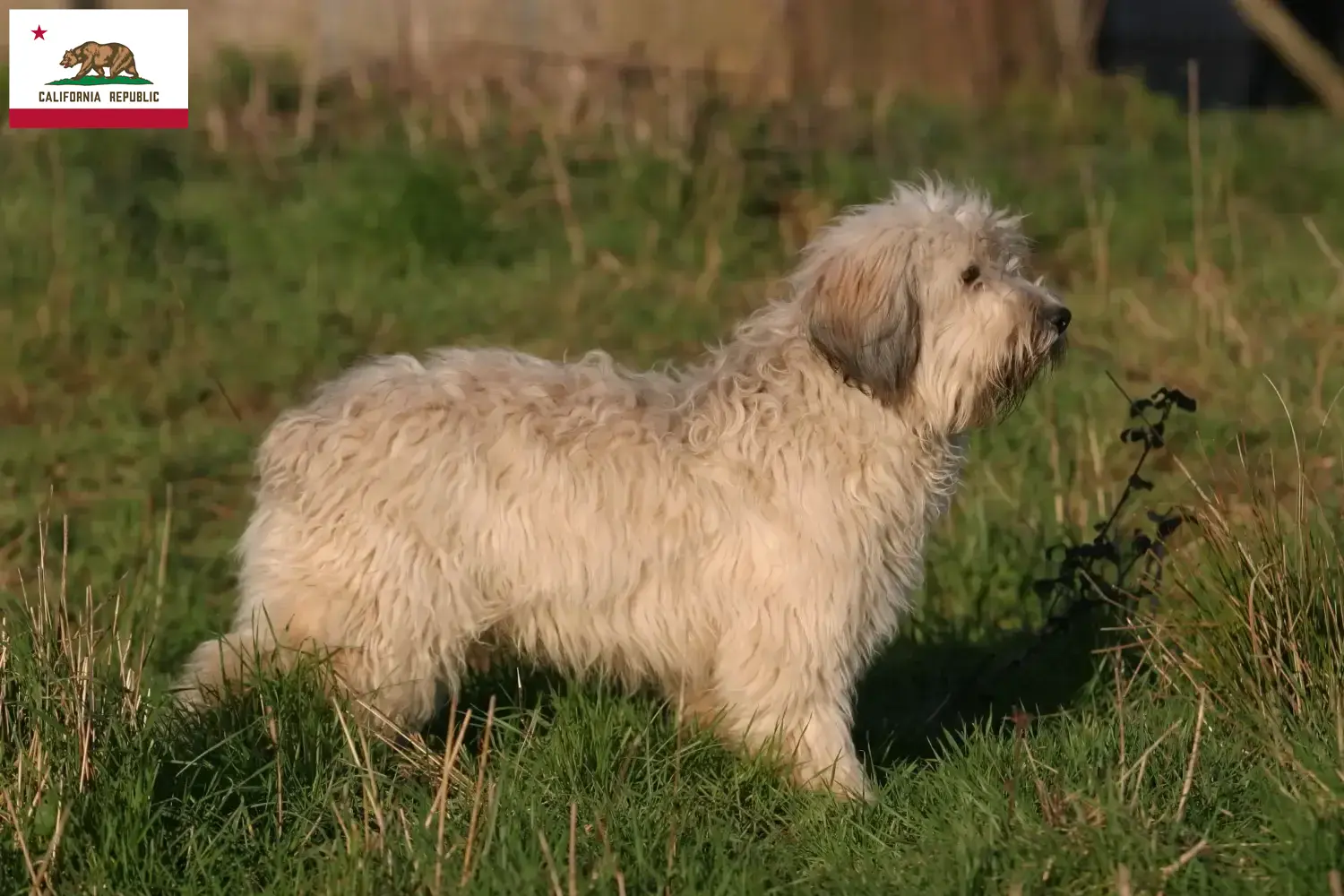 Read more about the article PON breeders and puppies in California